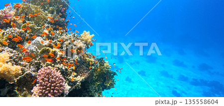 Underwater Tropical Corals Reef with Colorful Sea Fish . Marine Life Sea World . Tropical Colourfull Underwater Seascape 135558604