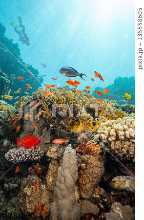 Underwater Tropical Corals Reef with Colorful Sea Fish . Marine Life Sea World . Tropical Colourfull Underwater Seascape Underwater Tropical Corals Reef with Colorful Sea Fish . Marine Life Sea World . Tropical Colourfull Underwater Seascape 135558605