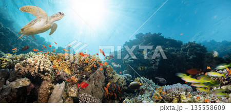Underwater Tropical Corals Reef with Colorful Sea Fish . Marine Life Sea World . Tropical Colourfull Underwater Seascape 135558609