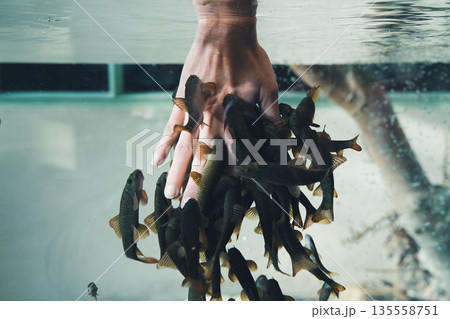 Closeup of a woman hand submerged in water with a school of fish Closeup of a woman hand submerged in water with a school of fish 135558751