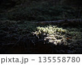 日の当たる苔の海 135558780