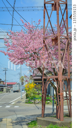 Cherry blossoms are blooming in April in Aizu-Wakamatsu Cherry blossoms are blooming in April in Aizu-Wakamatsu 135559153