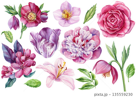 Pink and purple watercolor floral set with rose peony lily tulip cherry blossom and leaves isolated on white 135559230