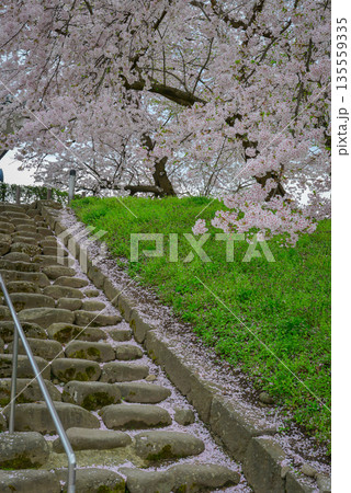 Cherry blossoms in full bloom at Kajo Park, Yamagata Castle 135559335