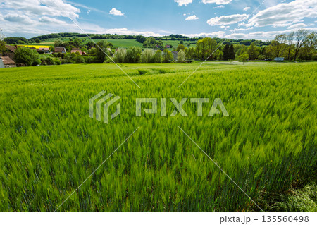 A large field with green spikelets. A field where rye and wheat ripen. A large field with green spikelets. A field where rye and wheat ripen. 135560498