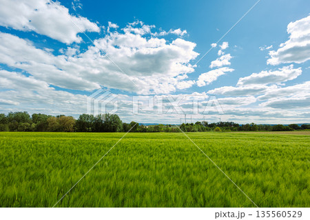 A large field with green spikelets. A field where rye and wheat ripen. 135560529
