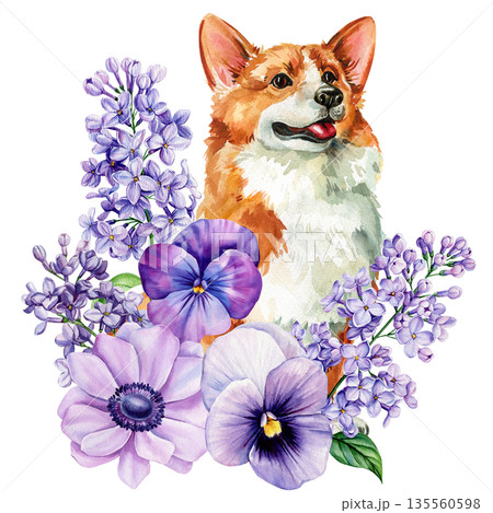Corgi dog portrait with lilac and pansy flowers watercolor spring floral pet illustration isolated on white Corgi dog portrait with lilac and pansy flowers watercolor spring floral pet illustration isolated on white 135560598