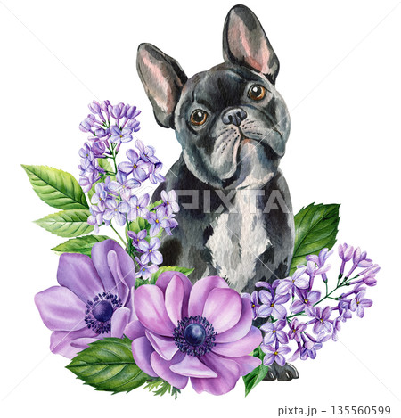 French Bulldog Watercolor Portrait with Purple Anemones and Lilac Flowers Cute Dog Illustration Isolated 135560599