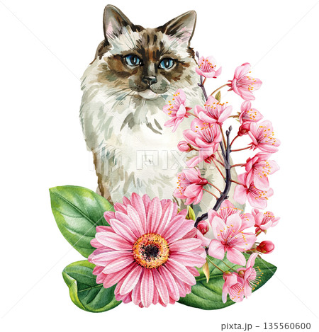 Blue eyed cat portrait with pink cherry blossoms and gerbera daisy watercolor floral pet clipart isolated on white 135560600