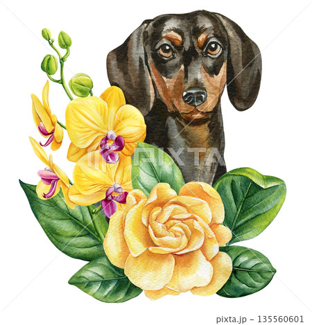 Dachshund dog portrait with yellow orchid and golden rose watercolor floral pet illustration isolated on white 135560601