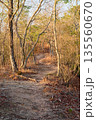 登山道 135560670