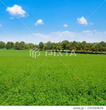 Vibrant Green Alfalfa Field Under a Clear Blue Summer Sky 135560676
