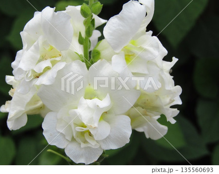 4・5月の春に咲くゴマノハグサ科の白色の花金魚草（スナップドラゴン） 135560693