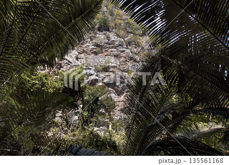 Scenic view of The Khao Pla Ra mountain in natural light with green palm trees in foreground. 135561168