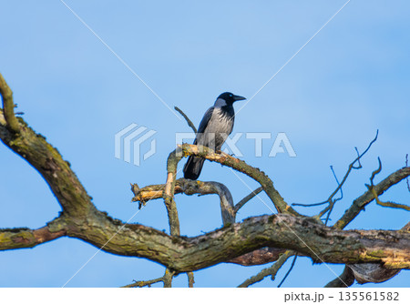 A detailed shot of a Corvus cornix (Hooded Crow) sitting on a textured, leafless branch. The bird is captured in profile against a vibrant blue sky, highlighting its grey and black plumage and natural 135561582