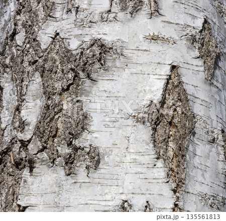 The birch bark texture or background. Macro shot is made by means of stacking technology trunk. Texture made of birch tree bark. Beautiful birch trunk background. Conceptual image. Peaceful nature. 135561813