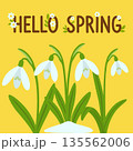 Spring Background. Hello Spring season. Cartoon Vector illustration design for Poster, Banner, Flyer, Greeting, Card, Cover, Post, Promotion. Beautiful and delicate snowdrops. 135562006