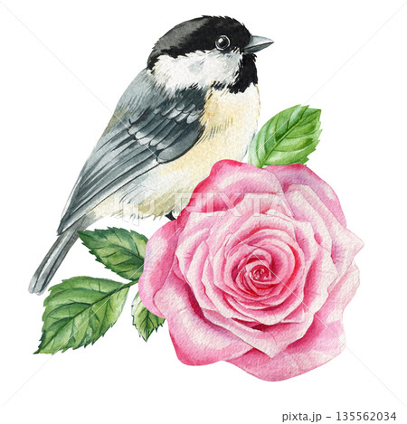 Chickadee bird pink rose watercolor illustration isolated on white for romantic spring wedding cards and nursery decor Chickadee bird pink rose watercolor illustration isolated on white for romantic spring wedding cards and nursery decor 135562034