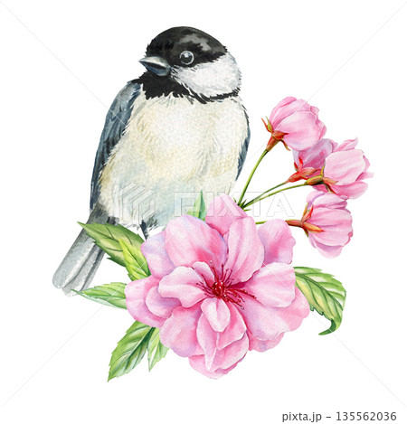 Chickadee bird cherry blossoms watercolor illustration with sakura branch isolated on white for spring greeting cards and decor Chickadee bird cherry blossoms watercolor illustration with sakura branch isolated on white for spring greeting cards and decor 135562036