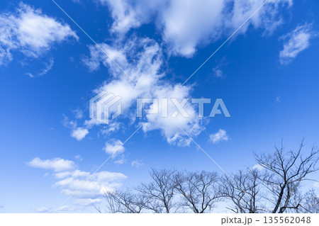 冬空と雲と木立 135562048
