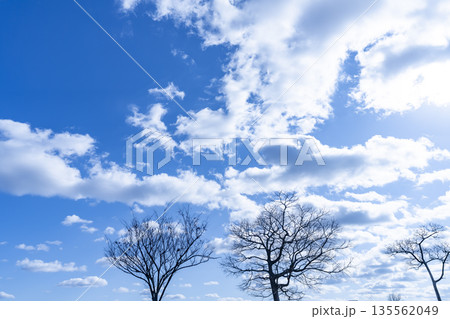冬空と雲と木立 135562049