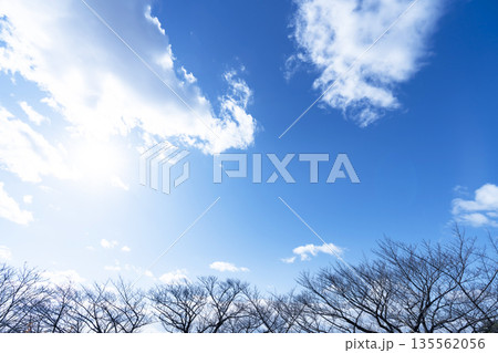 冬空と雲と木立 135562056