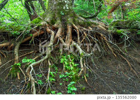 富士山吉田口登山道の急斜面で大地を掴むように複雑に露出した巨樹の根と原生林の景観 135562080