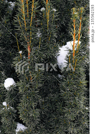 Frozen Pine Twig with Snow and Ice Drops 135562193
