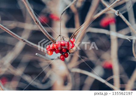 Viburnum branches with red ripe berries in rainy autumn morning 135562197