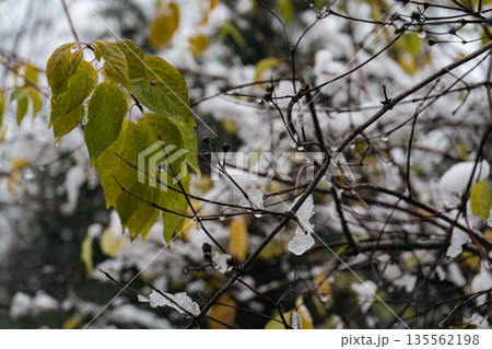 Snow and Water Drops on Autumn Leaves Snow and Water Drops on Autumn Leaves 135562198