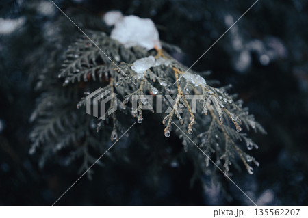 Frozen Pine Twig with Snow and Ice Drops Frozen Pine Twig with Snow and Ice Drops 135562207