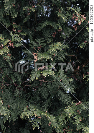 Frozen Pine Twig with Snow and Ice Drops Frozen Pine Twig with Snow and Ice Drops 135562208