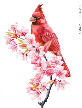 Red cardinal bird on cherry blossom branch watercolor spring sakura illustration isolated on white background 135563488