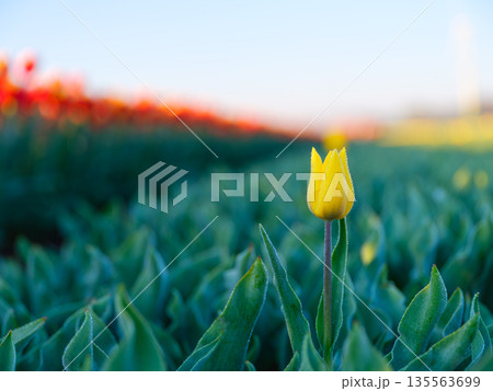 Vibrant rows of blooming tulips in Dutch countryside near Lisse, Netherlands. Vibrant rows of blooming tulips in Dutch countryside near Lisse, Netherlands. 135563699