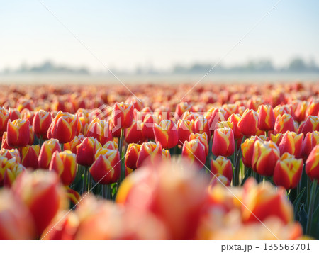 Vibrant rows of blooming tulips in Dutch countryside near Lisse, Netherlands. Vibrant rows of blooming tulips in Dutch countryside near Lisse, Netherlands. 135563701