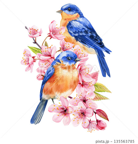 Bluebird pair with cherry blossoms watercolor spring birds among pink sakura flowers and buds with fresh green leaves isolated Bluebird pair with cherry blossoms watercolor spring birds among pink sakura flowers and buds with fresh green leaves isolated 135563785