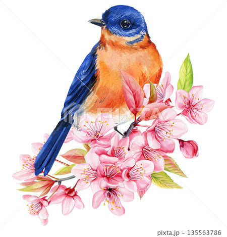 Bluebird on cherry blossoms watercolor spring songbird sitting on sakura branch with pink flowers buds and soft green leaves 135563786