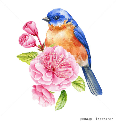Bluebird sakura blossom watercolor bird with pink cherry flowers buds and green leaves spring botanical decor on white background 135563787