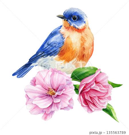 Bluebird with pink roses watercolor bird portrait for spring garden decor on white background Bluebird with pink roses watercolor bird portrait for spring garden decor on white background 135563789