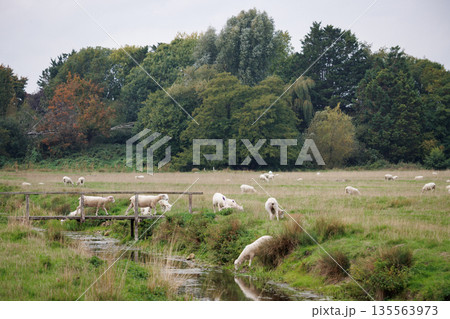 イギリスの牧草地に立つ白いと羊 イギリスの牧草地に立つ白いと羊 135563973