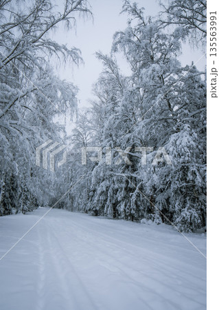 Snow-covered landscape of a forest road 135563991