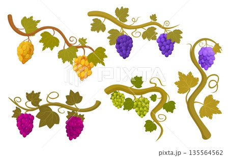 Vine grape. Red purple yellow green grapes bunches on branches with leaves. Wine production, seasonal harvest, agriculture. Natural fresh fruits sapid vector set Vine grape. Red purple yellow green grapes bunches on branches with leaves. Wine production, seasonal harvest, agriculture. Natural fresh fruits sapid vector set 135564562