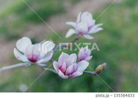 Amazing Magnolia flowers in a spring garden. Springtime background. Amazing Magnolia flowers in a spring garden. Springtime background. 135564833