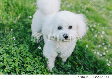Cute Bichon Frise puppy playing walking on a green grass. 135564834