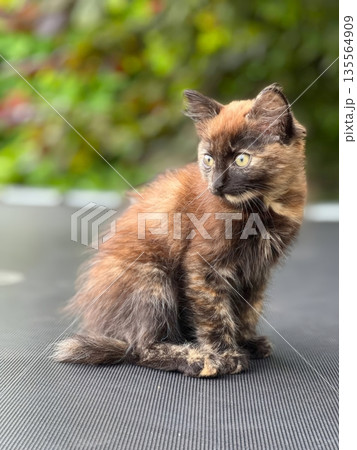 A charming tortoiseshell kitten sits gracefully, her fur reflecting shades of brown and orange. Her bright green eyes gaze thoughtfully, showcasing innocence and curiosity A charming tortoiseshell kitten sits gracefully, her fur reflecting shades of brown and orange. Her bright green eyes gaze thoughtfully, showcasing innocence and curiosity 135564909