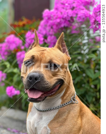 A joyful Staffordshire Terrier dog poses amidst vibrant pink flowers. Its expressive face showcases a big smile, showcasing its friendly personality and love for nature 135564913