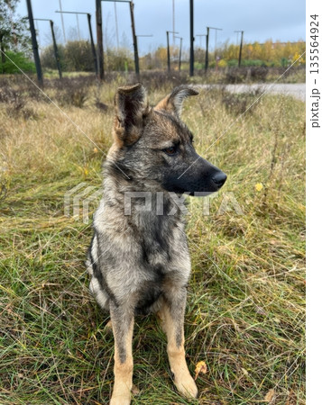 A gentle dog with rich fur stands proudly, its gaze warm and inviting. The green background enhances its features, perfectly capturing its friendly demeanor. A gentle dog with rich fur stands proudly, its gaze warm and inviting. The green background enhances its features, perfectly capturing its friendly demeanor. 135564924