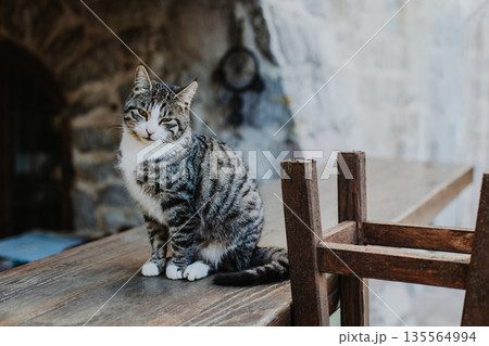 Cute tabby grey cat on a street of Budva old town, Montenegro. 135564994