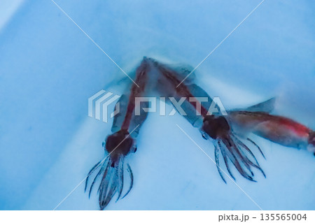 ホタルイカ 135565004