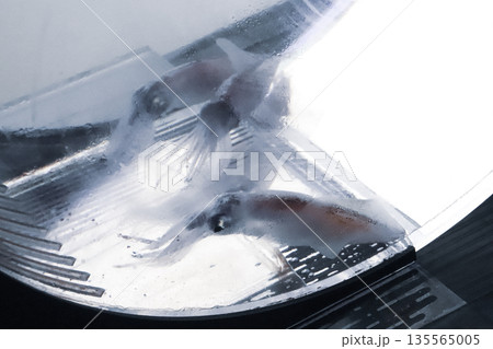 ホタルイカが泳ぐ水槽 135565005